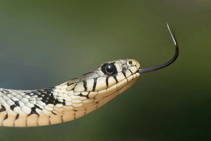 snake 