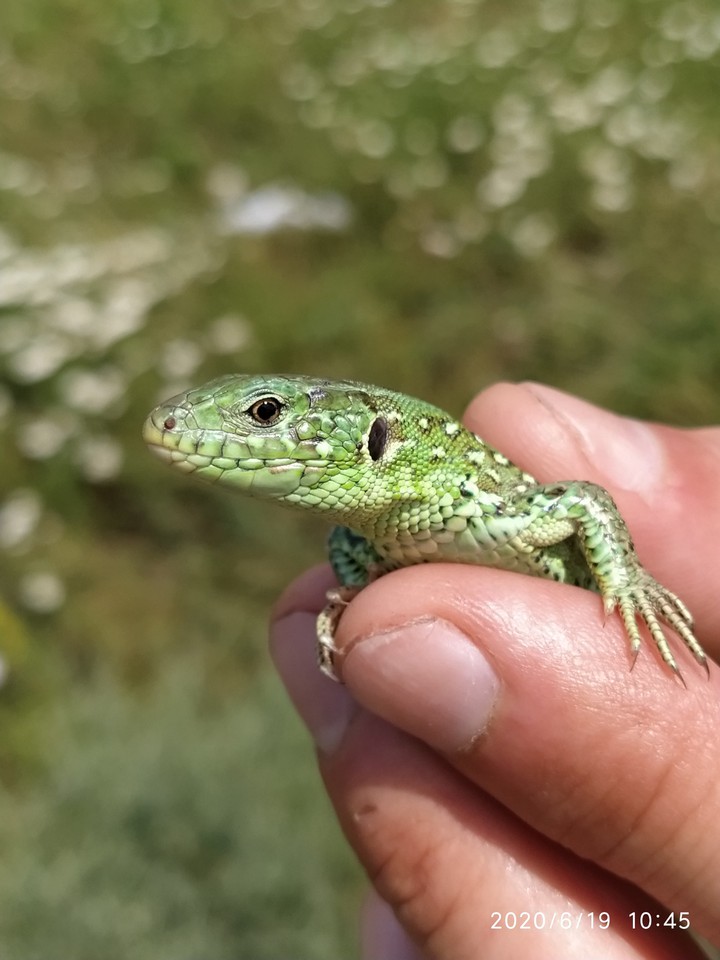 Lizard