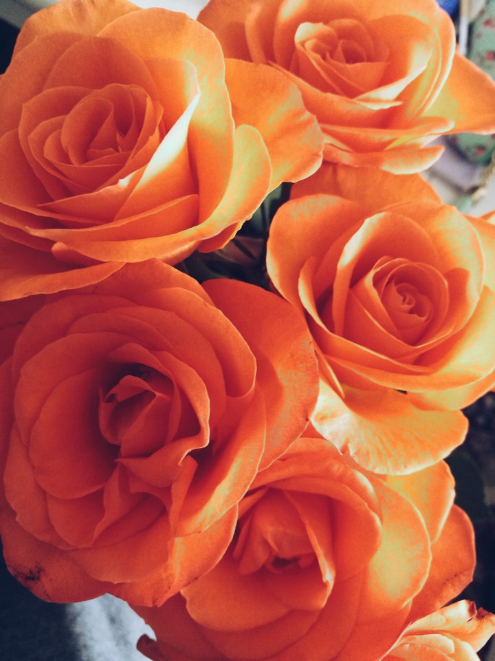 Roses