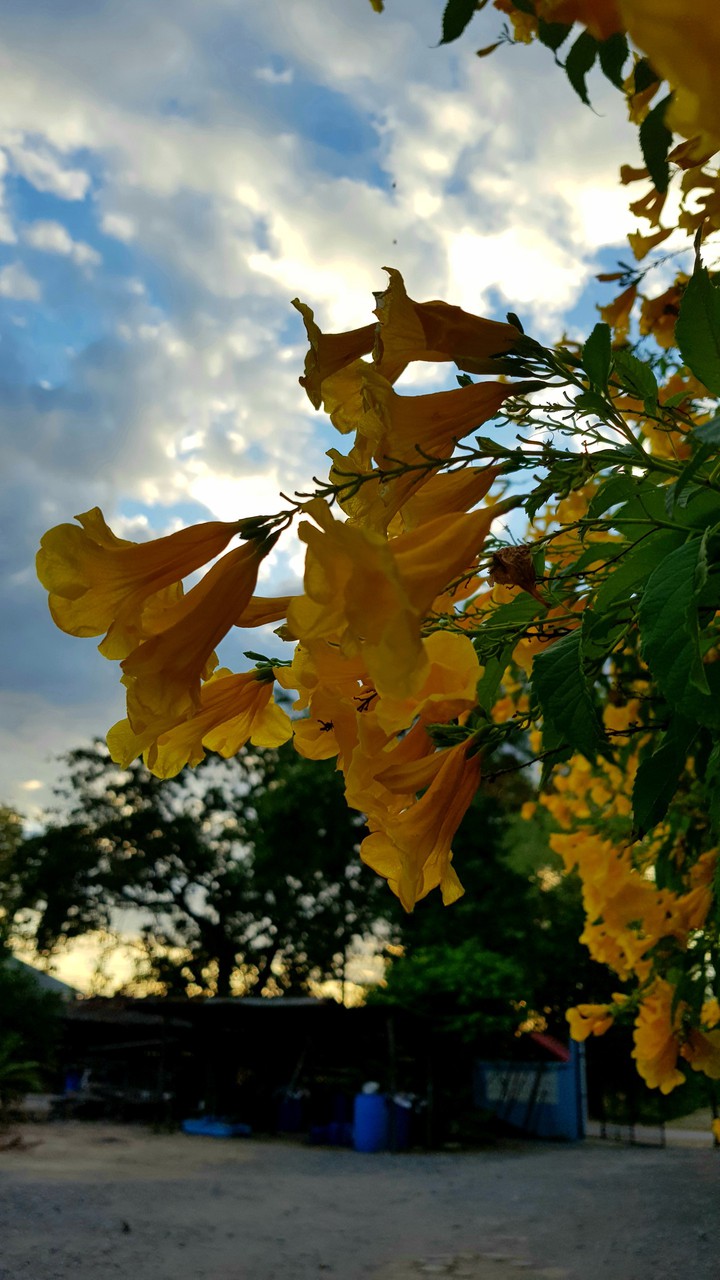 flowers