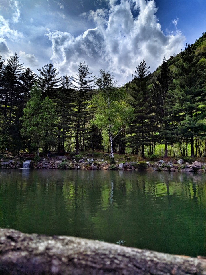 lake and forest