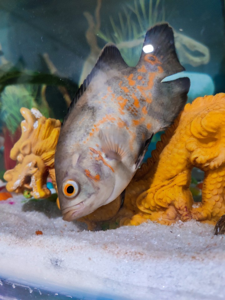 Fish
