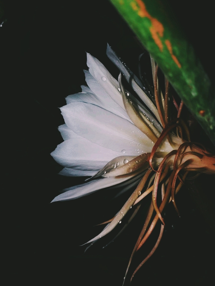 BrahmaKamal
