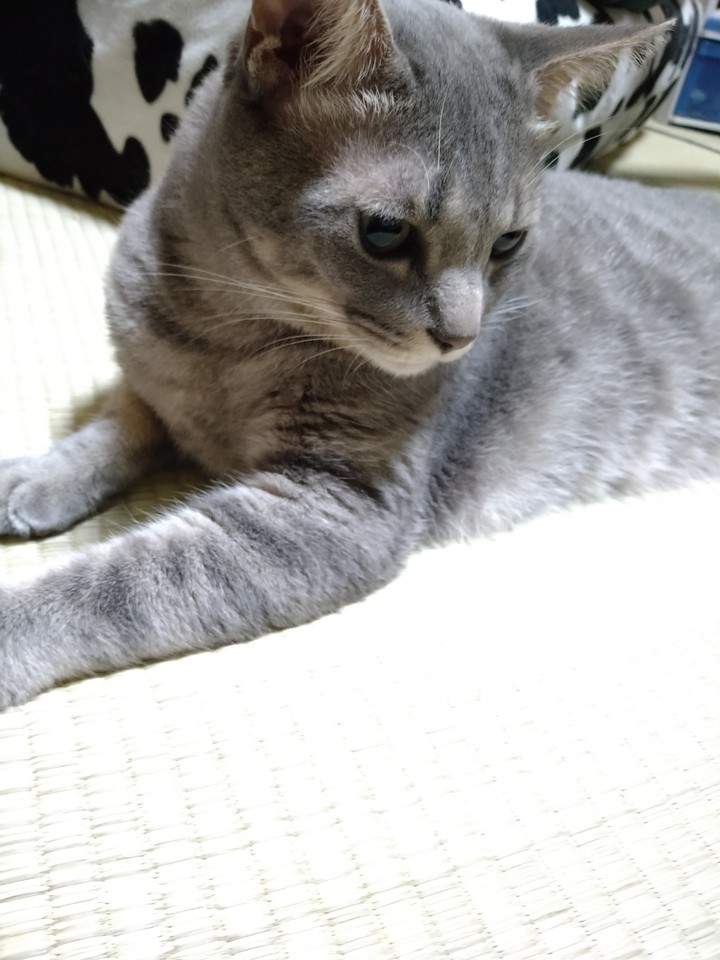 Gray cat