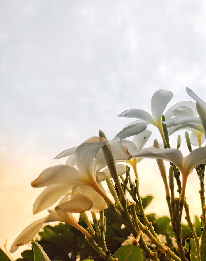 morning light