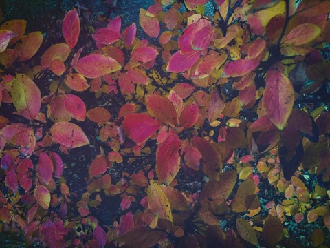autumn