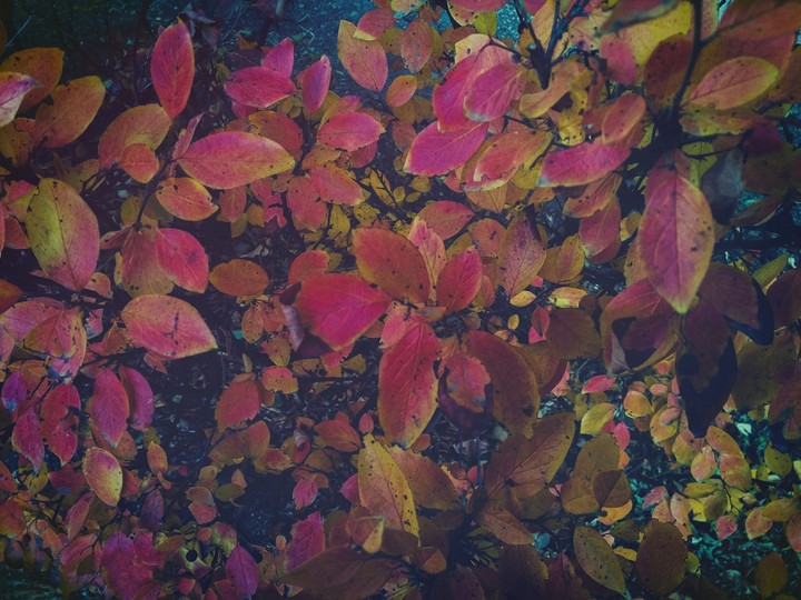 autumn