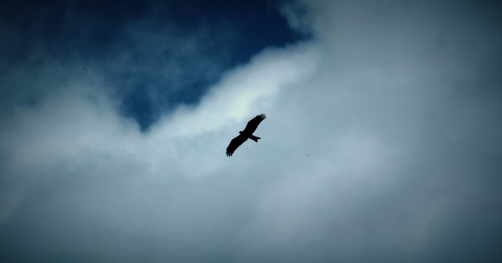 Fly Free...