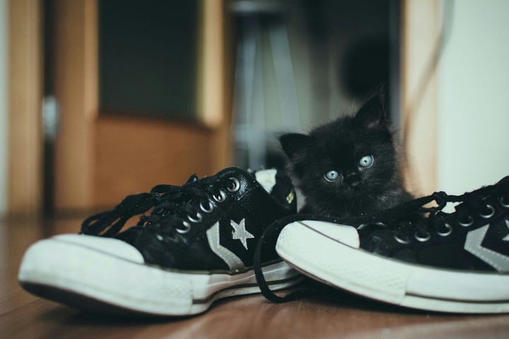 мій котик мурка