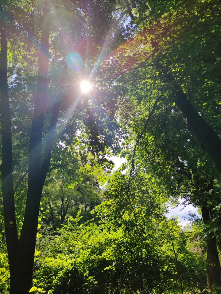 sun behind trees