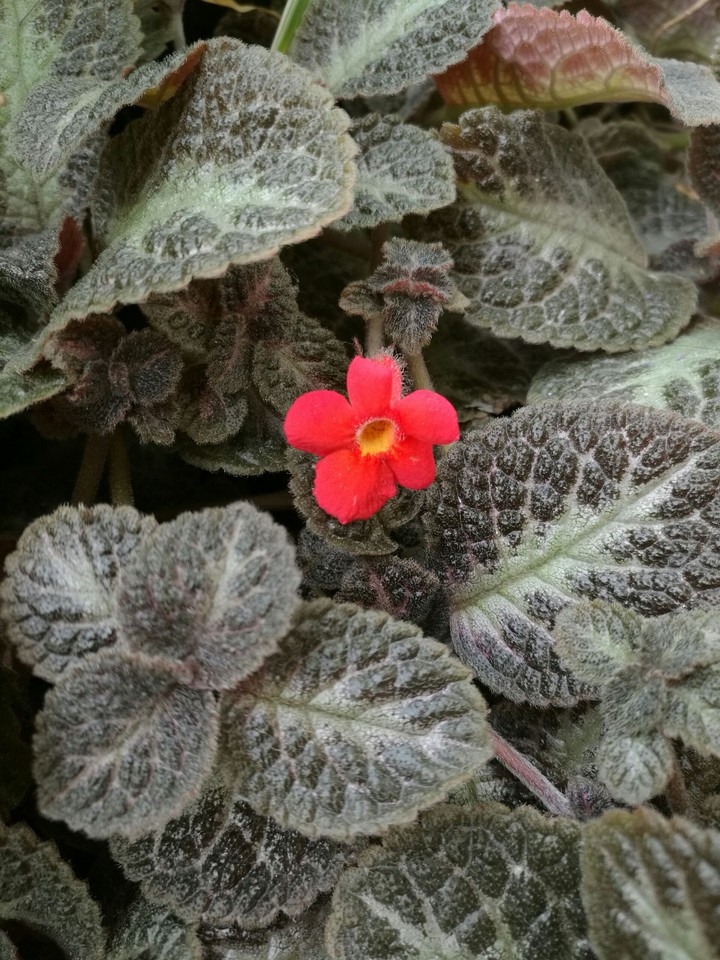 red flower