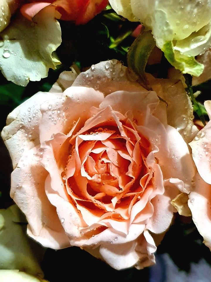 Rose