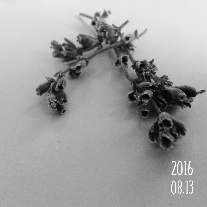 Lavendel