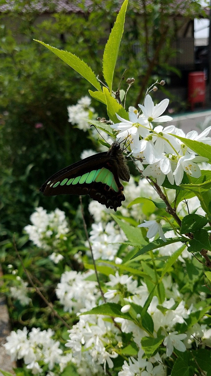チョウチョに誘われて