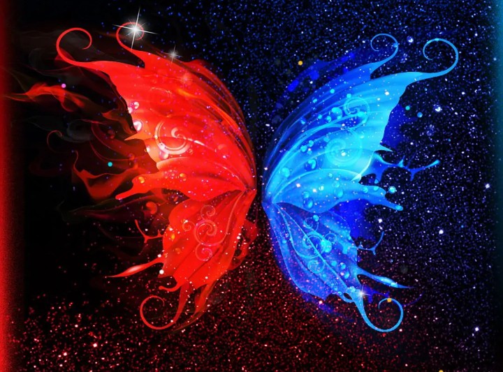 Butterfly