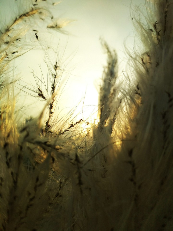 The dandelion