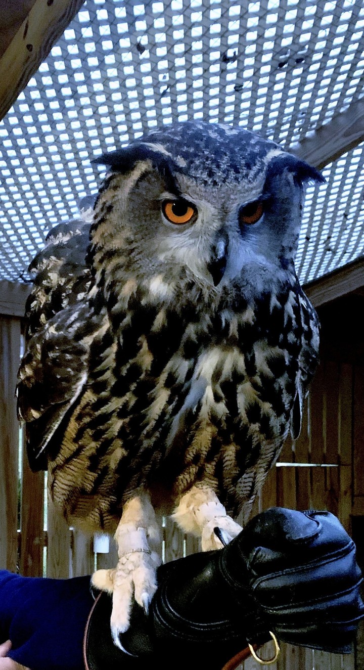 great horned owl
