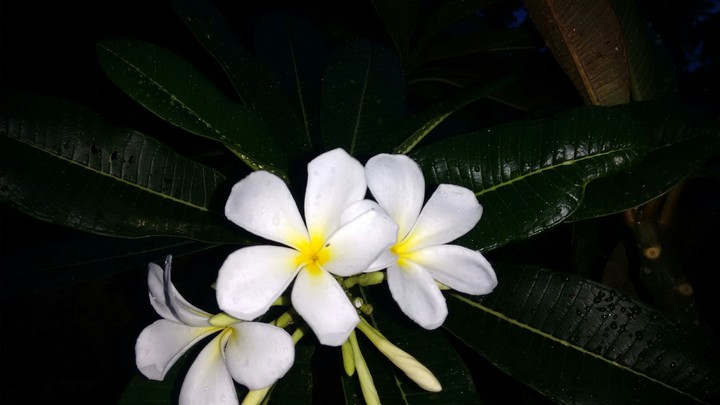 white flower