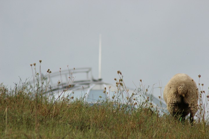 a sheep