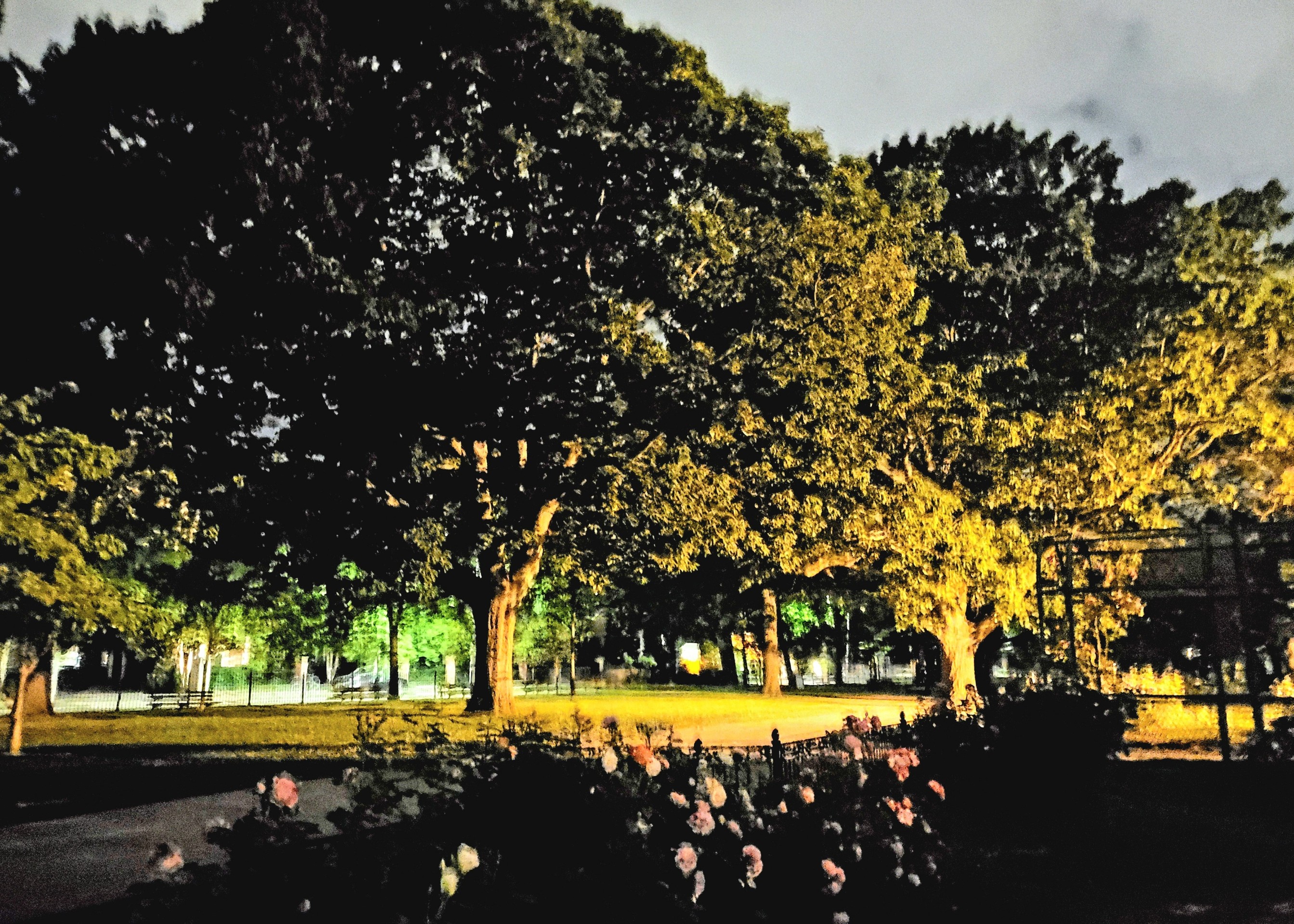 tree, sunlight Hintergrundbilder