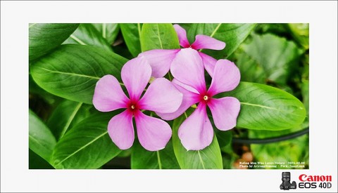 touch-me-not, lobelias háttérképek