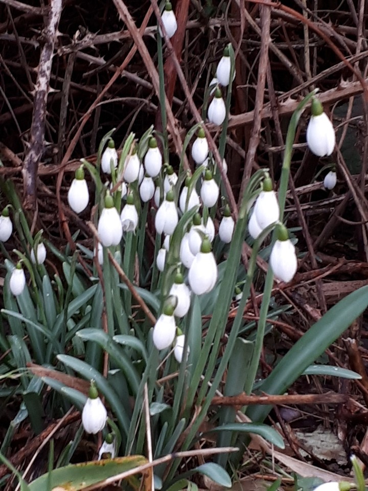 early spring