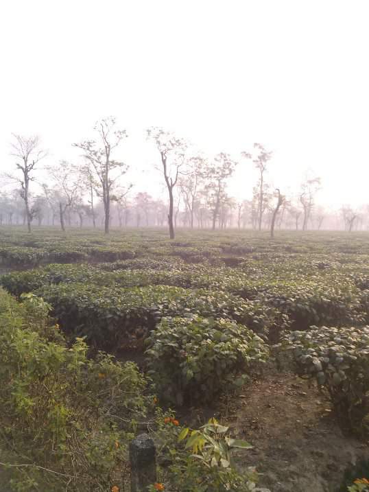 tea garden