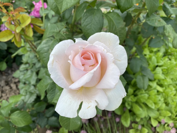 rose