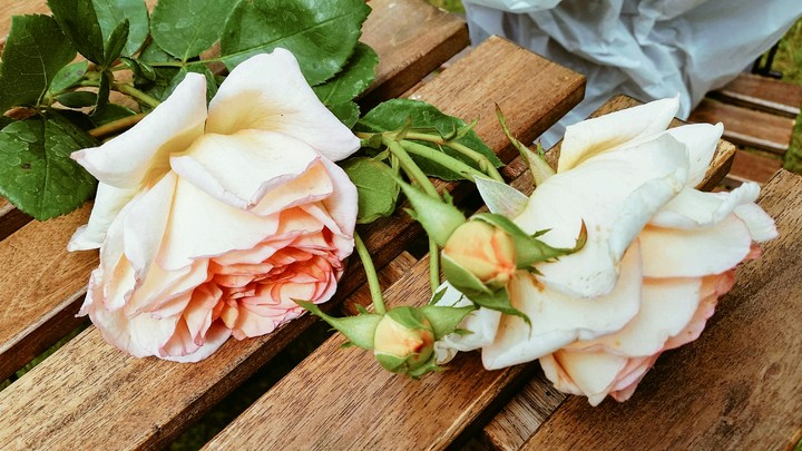 Rosegarden
