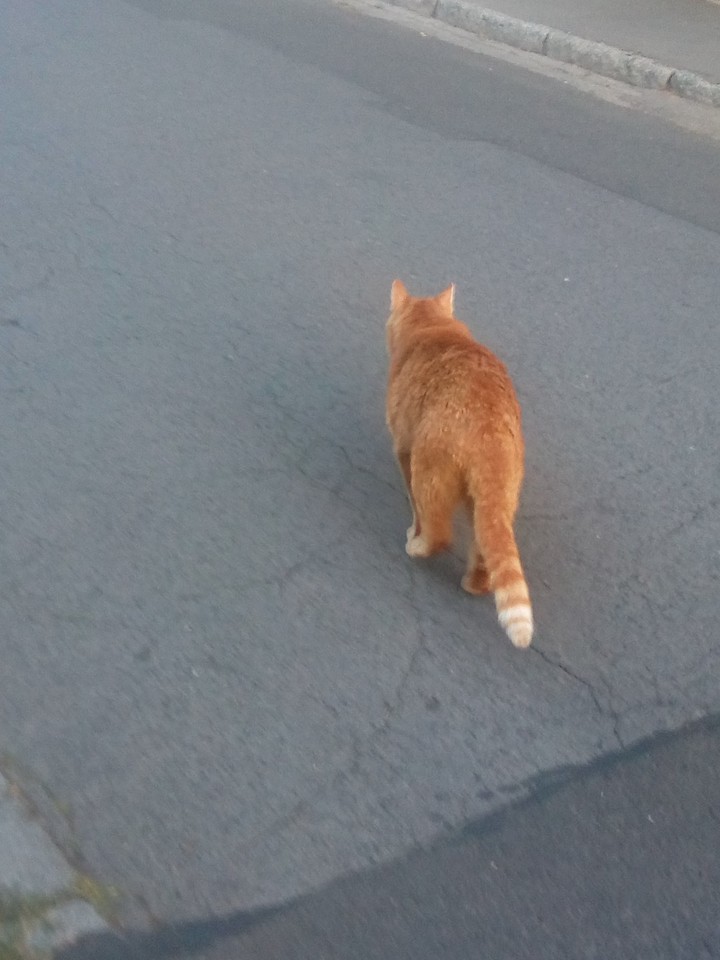 eine Katze