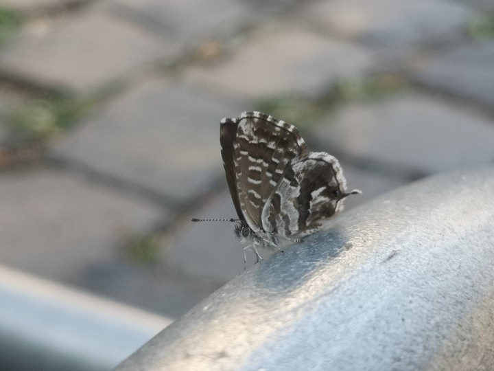 butterfly saying hi!!!