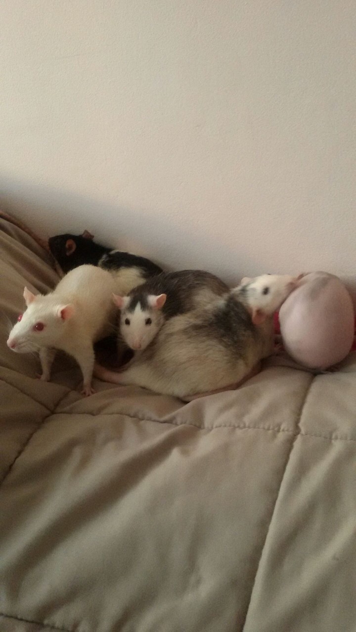 rats