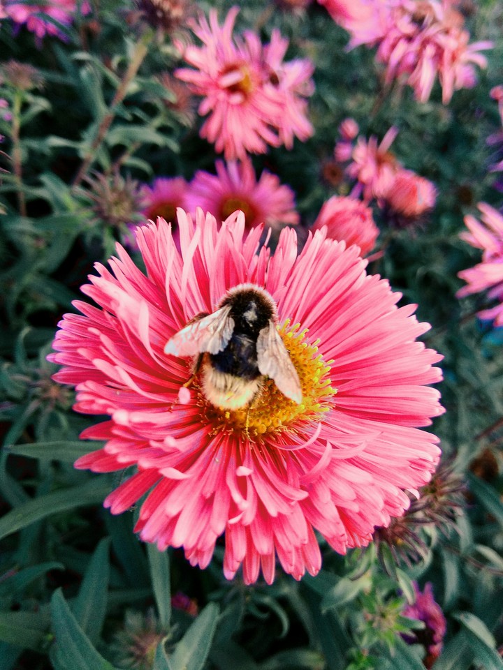 Bumblebee