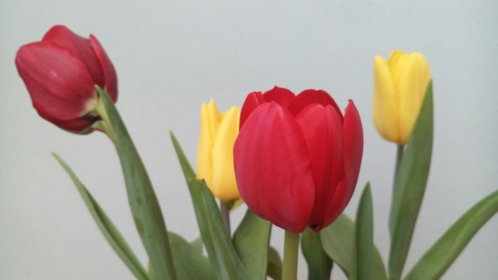 Tulips