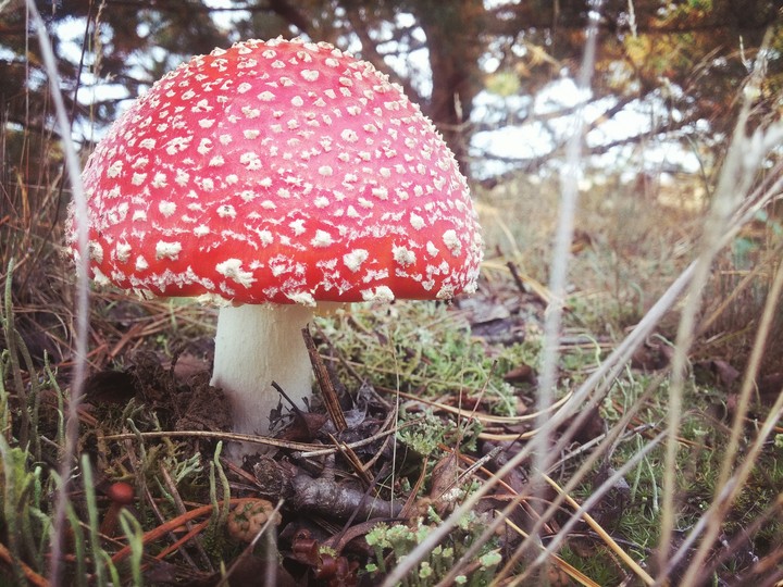 мухоморчик
