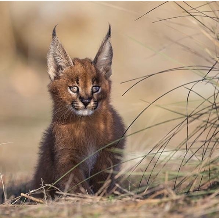 caracal cub