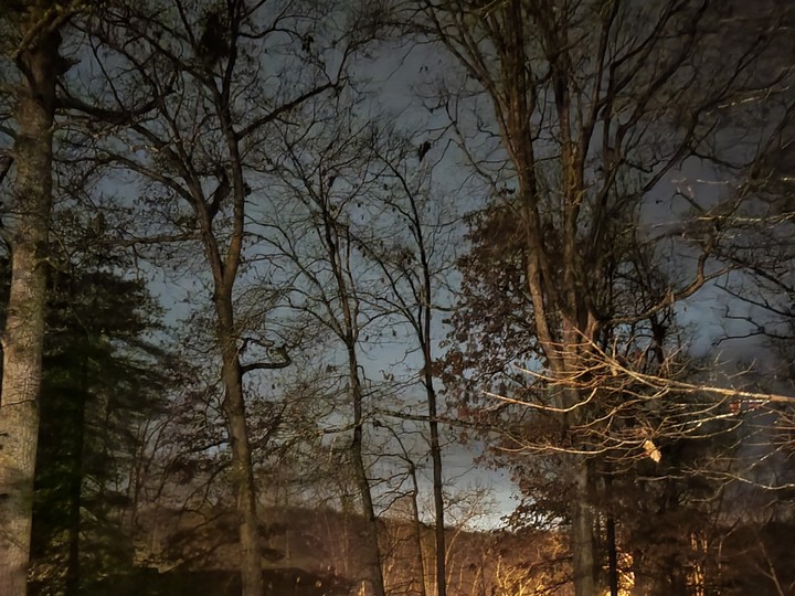Some trees