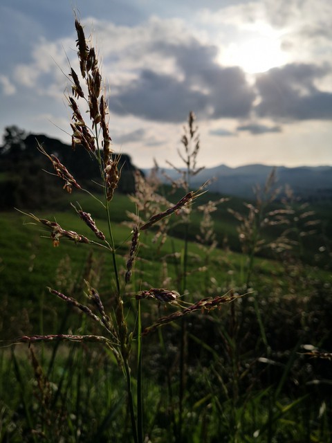 sfondi flower, grass