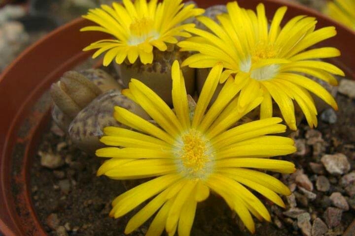 Lithops