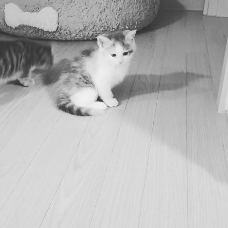 고양이