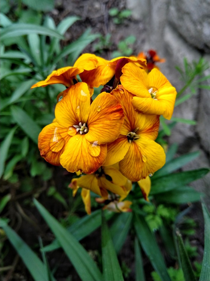 Rain flowers