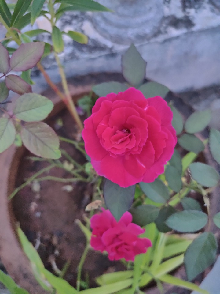pink rose