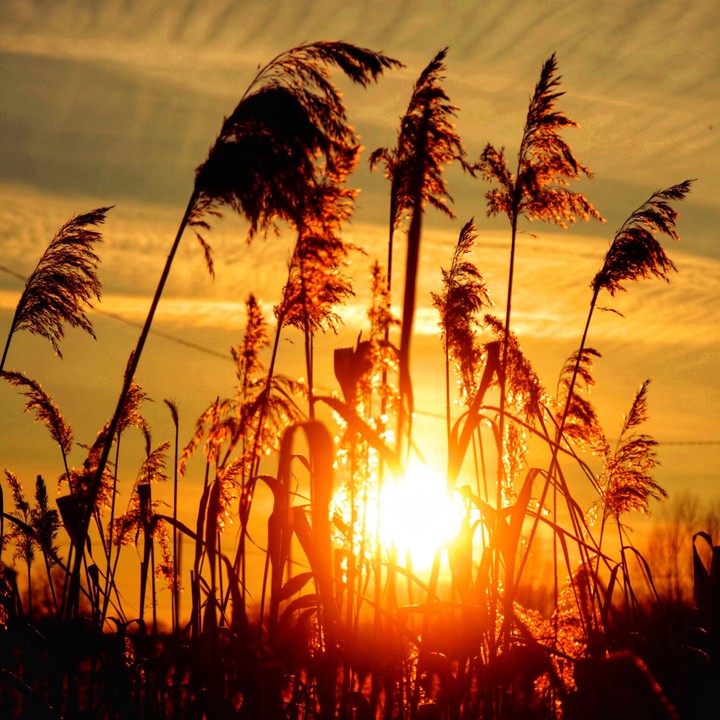 steppe wind