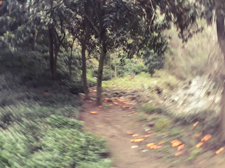 Orange tree