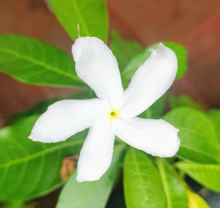 Clean White