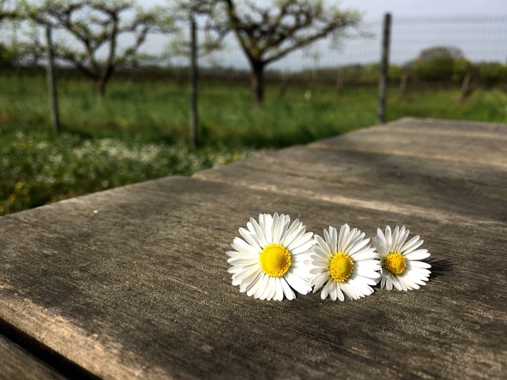 flowers
