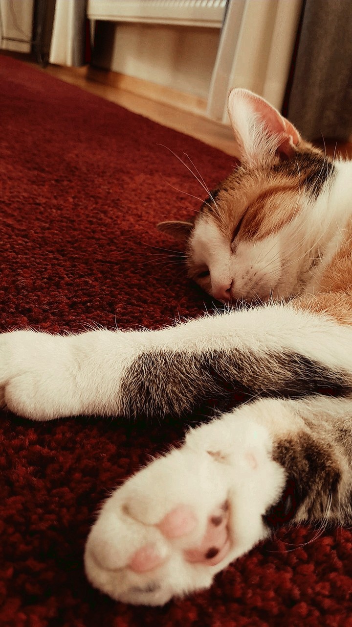 Cat is chilling