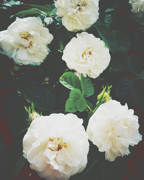 Beautiful spring