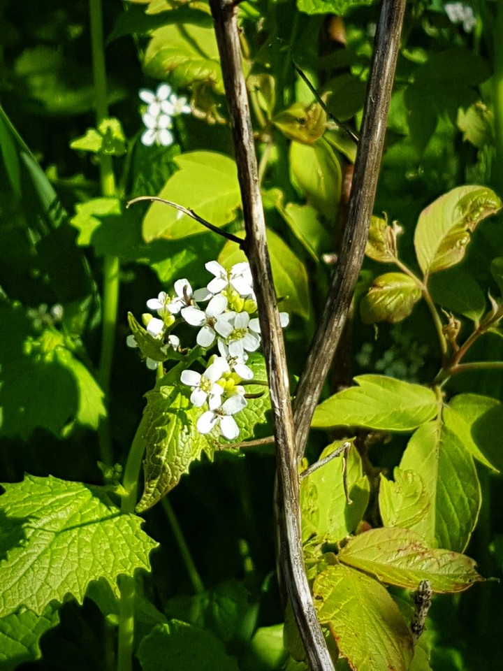 Little pretty white