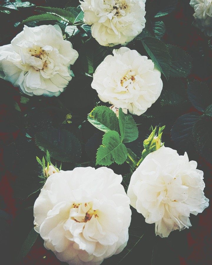 Beautiful spring